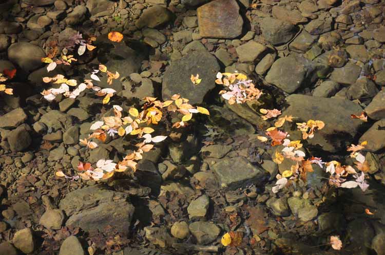 leaves in stream